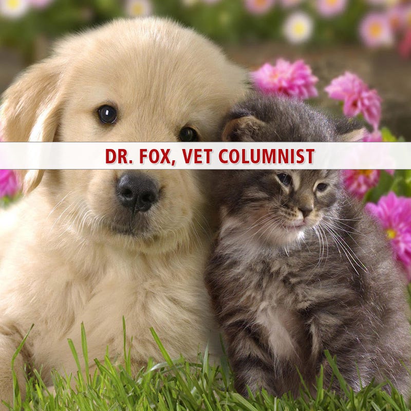 blue buffalo dog food kidney failure